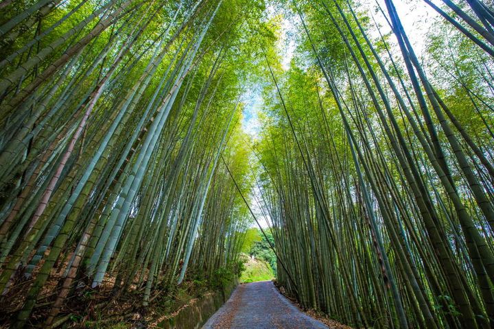 ▲綠色隧道為一竹杉林環狀步道，全程約2.5公里。　圖：阿里山國家風景區管理處／提供