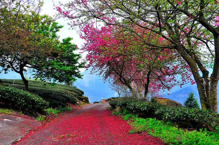 ▲櫻木花道賞櫻區。　圖：阿里山國家風景區管理處／提供