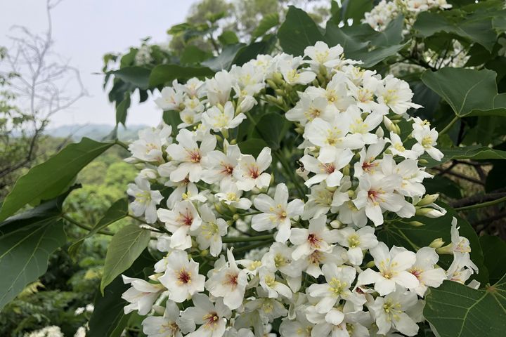 ▲南庄桐花之美。　圖：參山國家風景區管理處／提供