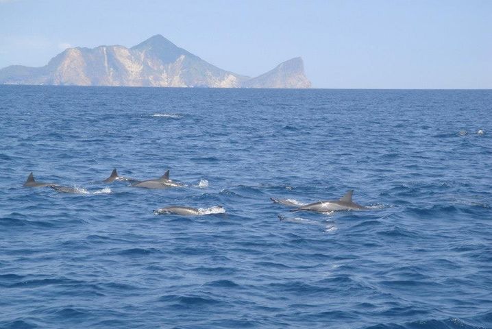 ▲烏石港賞鯨。　圖：東北角暨宜蘭海岸國家風景區管理處／提供