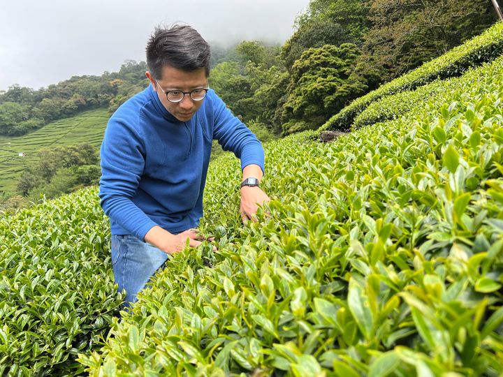 ▲自有茶園是華剛茶業坐擁台灣高山茶供給龍頭的關鍵。　圖：華剛茶業／提供