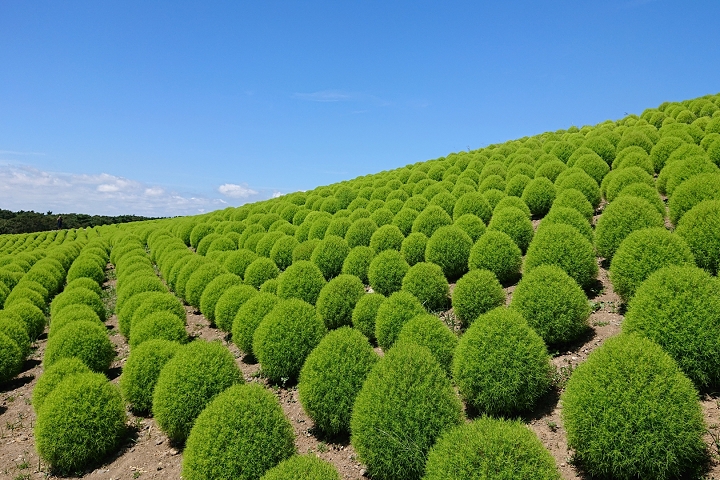 今夏最療癒！茨城「常陸海濱公園」萬株小綠掃帚草成長中