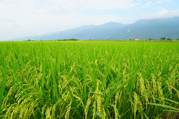 ▲臺東縱谷區每年孕育出健康的優質稻米。　圖：臺東縣政府／來源