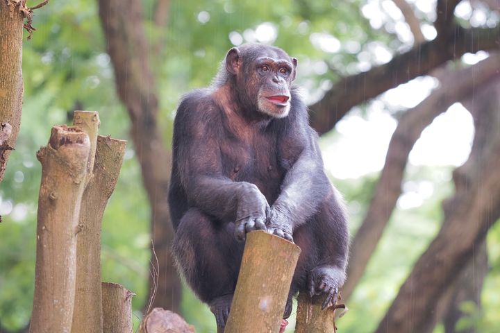 ▲黑猩猩「美珍」爬上枝頭眺望新環境。　圖：高雄市政府觀光局／提供