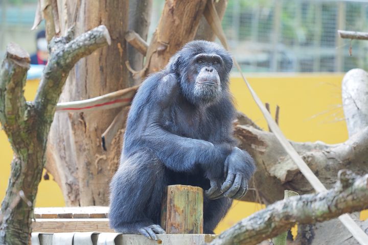 ▲黑猩猩「莉忠」在棲架上守望。　圖：高雄市政府觀光局／提供