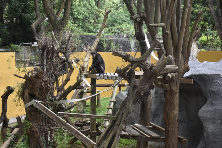 ▲枯樹上構築木架平台及消防水帶網，讓黑猩猩行為豐富化。　圖：高雄市政府觀光局／提供