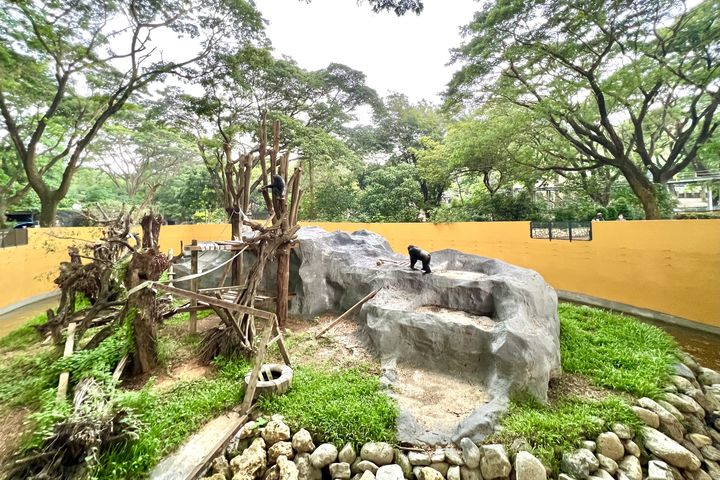 黑猩猩「莉忠」和「美珍」在猩家自在生活。　圖：高雄市政府觀光局／提供 