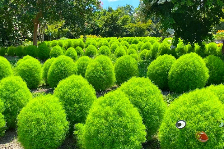 依照往年觀賞期推測，預估9月中下旬，馬見丘陵公園的掃帚草將逐漸轉紅。圖為往年盛況。　圖：日本旅行情報局／提供