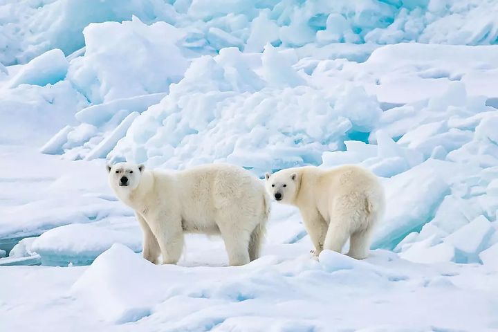 ▲指揮官夏古號低震動、降躁，能在不驚嚇北極熊下輕鬆接近。　圖：龐洛郵輪／提供
