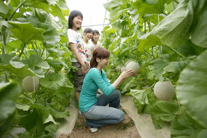 愛知縣的渥美半島是日本重要的哈蜜瓜產地。照片為提供採果體驗的MARUKA農園觀光部。　圖：愛知縣東三河廣域觀光協議會／提供