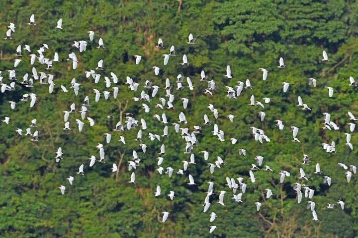 阿里山黃頭鷺群飛的壯闊生態景觀。　圖：阿里山國家風景區管理處／提供 