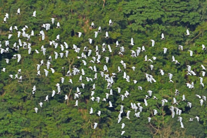 秋季限定／賞鳥迷必追！阿里山「萬鷺朝鳳」9/17登場