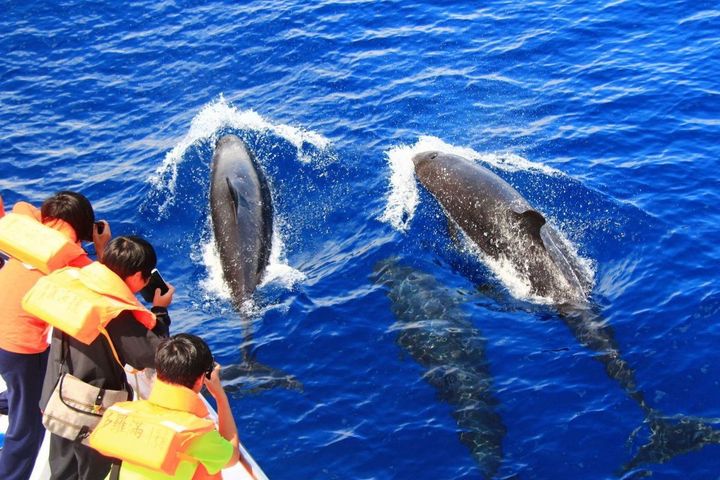 ▲花蓮生態旅遊賞鯨體驗。　圖：奧丁丁／提供