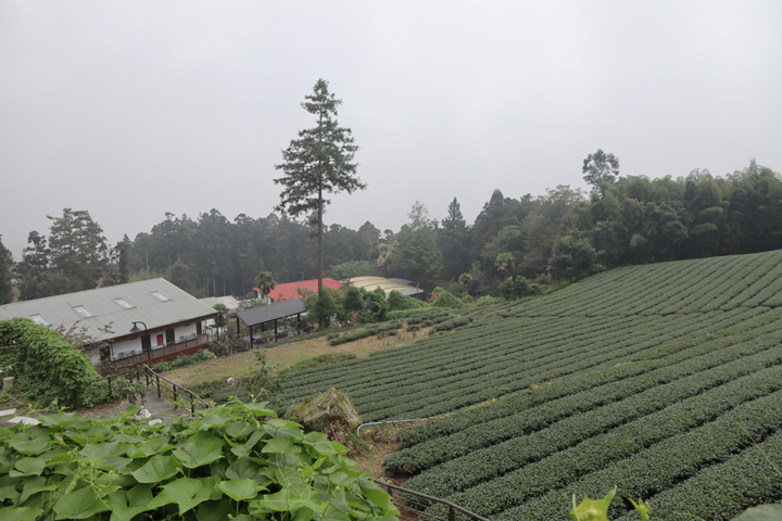 ▲身處雲霧被茶園與森林環繞的農場。　記者-周威廷／攝