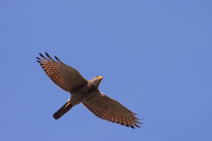 秋遊高屏／「國慶鳥」襲來！禮納里.寶山二集團賞鷹好所在