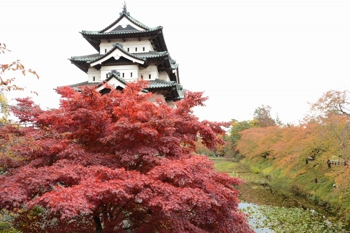 日本名城配楓紅！弘前城菊花和紅葉節10/28登場