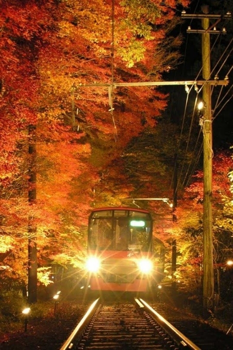 ▲叡山電車在秋季期間也化身為紅葉電車，帶領遊客從車窗盡享京都之秋。　圖：京の奥座敷・貴船もみじ灯篭実行委員会／來源