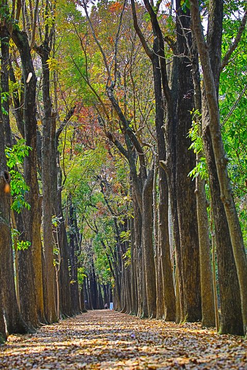 ▲新威森林公園區內道路適宜單車自由行。　圖：茂林國家風景區管理處／提供