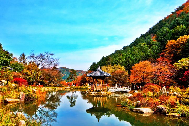 ▲京畿道－晨靜樹木園。　圖：韓國觀光公社／提供
