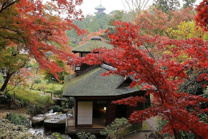 穿越時空回到舊時代追楓紅！橫濱紅葉名勝「三溪園」