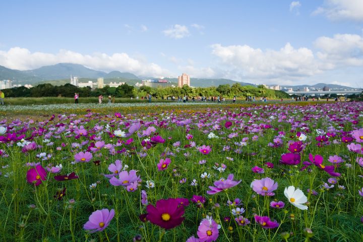 2022關渡花海節將於11/5～11/20登場。　圖：shutterstock／來源