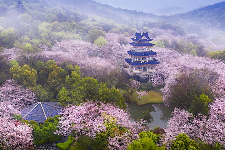 ▲遍佈櫻花的太湖黿頭渚。　圖：無錫太湖黿頭渚官網／來源