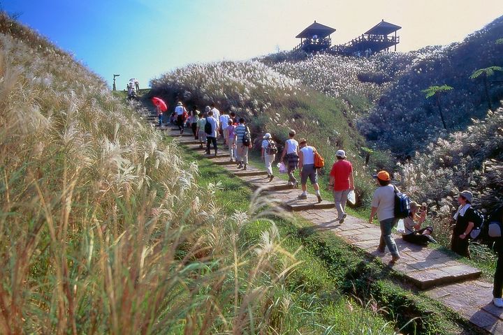 草嶺古道芒花季為東北角帶來最美山嶺風景。　圖：東北角暨宜蘭海岸國家風景區管理處／提供