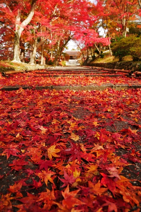 ▲紅葉佈滿階梯的景象高雅優美，是秋訪京都不可錯過的秘境景點。　圖：2022京都フリー写真素材集／來源