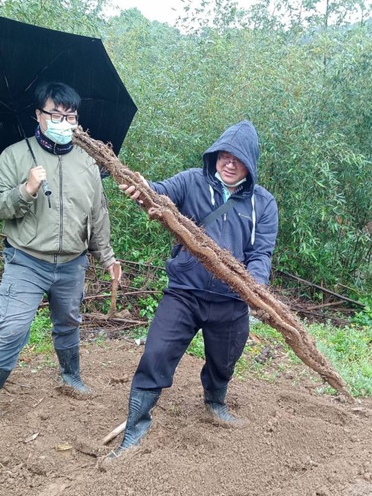 ▲巨型基隆原生山藥。　圖：綠竹園山薯農場／提供