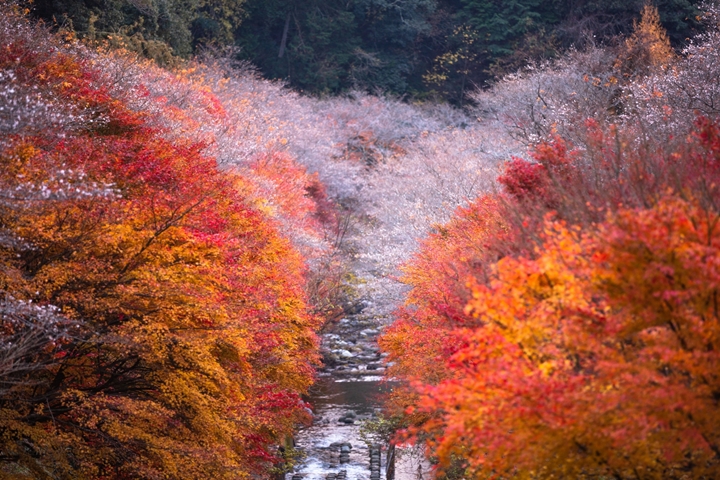 ▲紅葉與櫻花同時登場！夢幻景色讓人目不轉睛。　圖：写真AC／來源