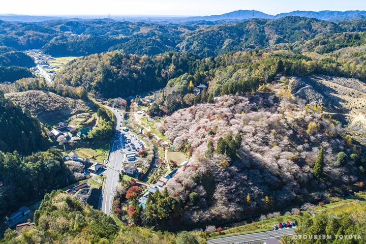 ▲春秋季節都會盛開的「四季櫻」，造就出小原地區的秋日奇景。　圖：TOURISM TOYOTA／來源