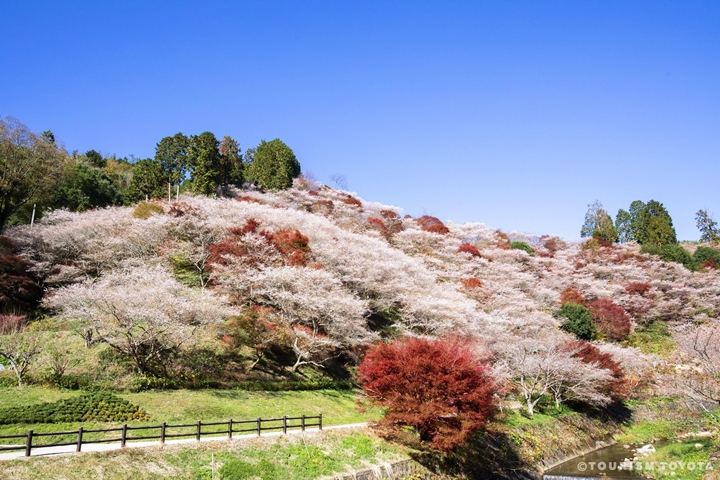 小原四季櫻節即日起開跑，為秋訪愛知縣不可錯過的季節魅力。　圖：TOURISM TOYOTA／來源