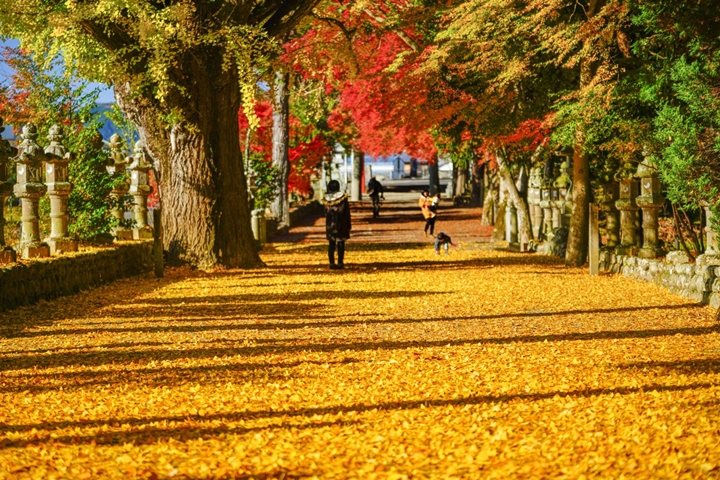 秋季期間積田神社的參道一片金黃相當迷人。　圖：三重フォトギャラリー／來源