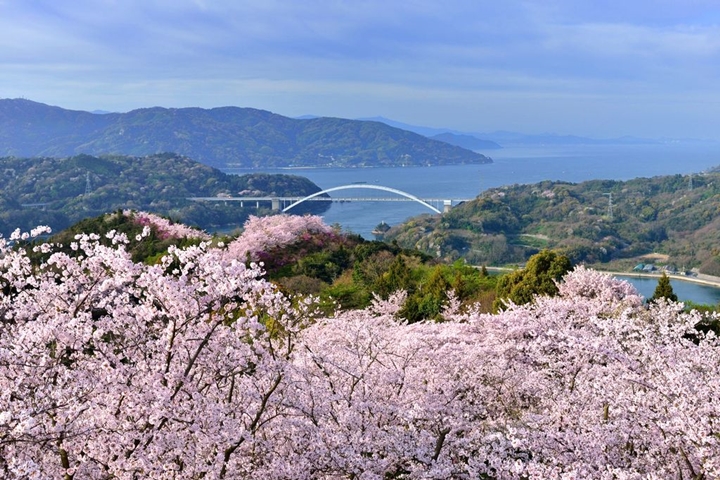 開山公園。　圖：愛媛縣觀光國際課／來源