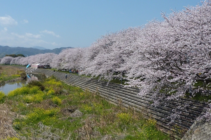 ▲頓田川河堤之櫻。　圖：愛媛縣觀光國際課／來源