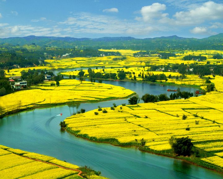 ▲重慶潼南崇龕鎮菜花景區。　圖：海峽兩岸旅遊交流協會／提供