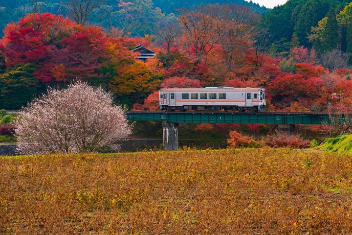 ▲11月起沿途植被染上秋意，紅、黃、橘、綠繽紛樣貌為列車之旅更添魅力。　圖：三重フォトギャラリー／來源