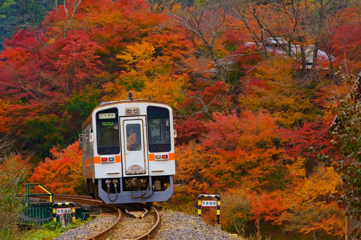 ▲JR名松線擁有不輸日本各地的紅葉鐵道，期待遊客排入下趟訪日旅行清單中。　圖：三重フォトギャラリー／來源