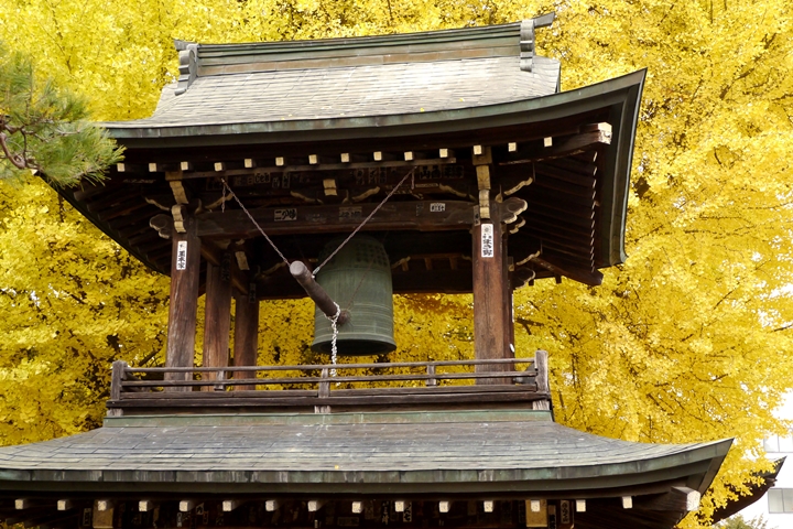 岐阜飛驒國分寺千年銀杏巨木登場 十層樓金黃絕景