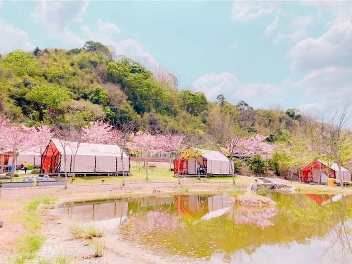 ▲高雄六龜山林花語的合法露營場－遠山望月露營區。　圖：高雄市政府觀光局／提供