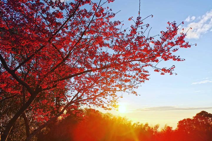 ▲瑞里社區日落美景。　圖：阿里山國家風景區管理處／提供