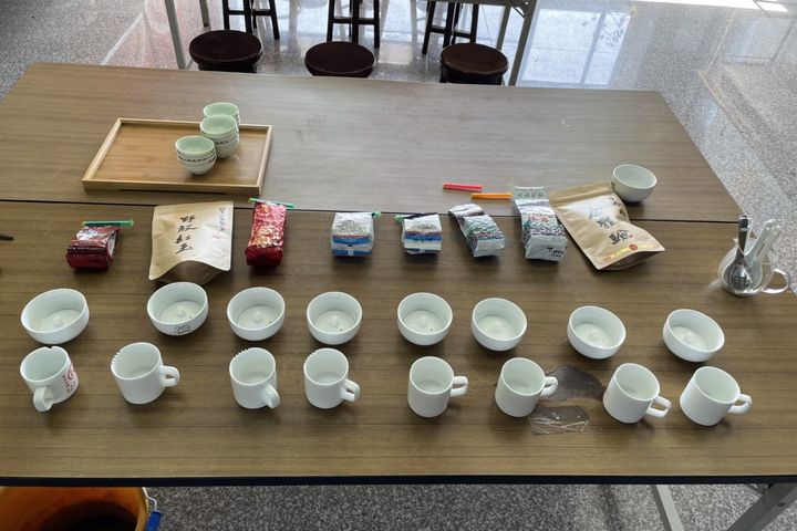 阿里山冬季茶會將在11/27登場。　圖：阿里山國家風景區管理處／提供