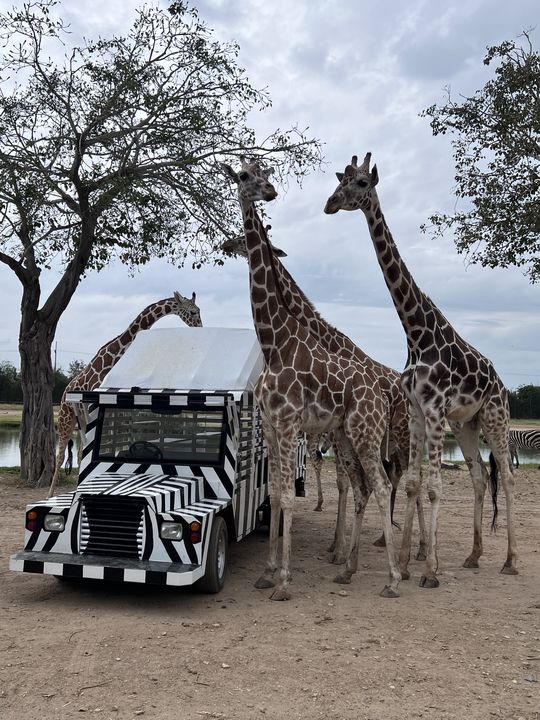 ▲曼谷賽福瑞野生動物園。　圖：泰國觀光局／提供