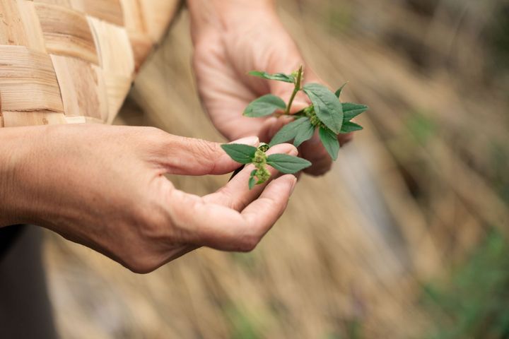 ▲永續探索新知本-傳統植物解說。　圖：東部海岸風景區管理處／提供