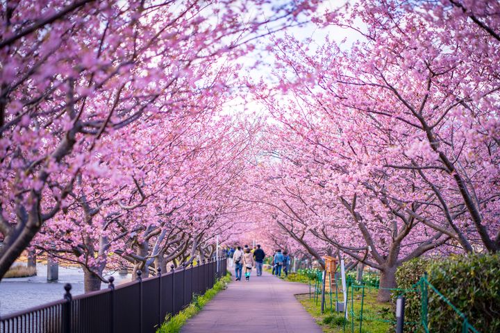 日本神奈川相模湖櫻花祭典。　圖：喜鴻假期／提供 