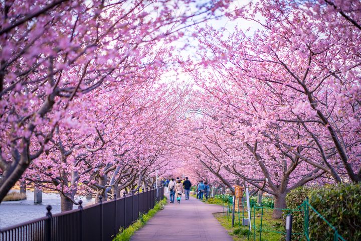 2023全球賞花計畫啟動 來一趟夢幻花海假期