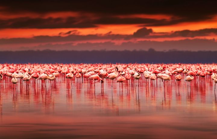 ▲肯亞大草原與動物奇觀也是許多人一生夢想之地。　圖：shutterstock／來源