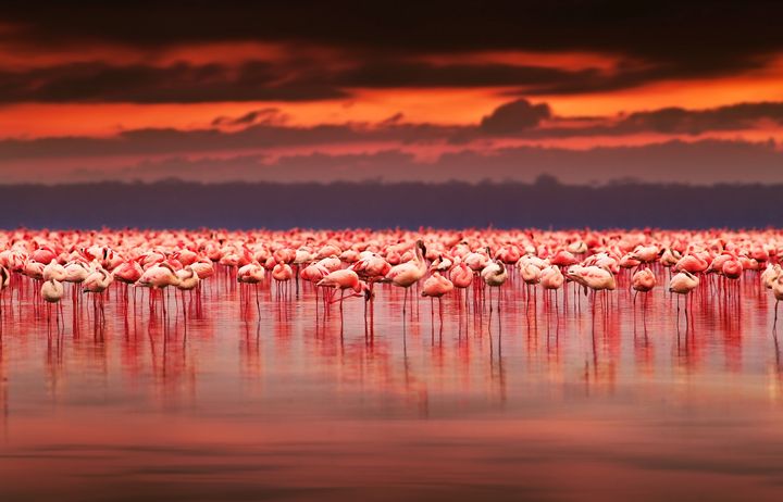 ▲肯亞大草原與動物奇觀也是許多人一生夢想之地。　圖：shutterstock／來源