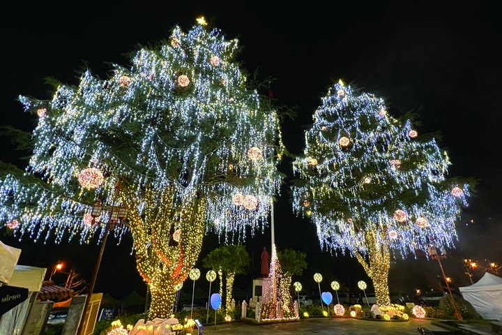 梨山賓館前的一對雪松聖誕樹，成為節慶旅遊新穎打卡點。　記者-歐彥君／攝 