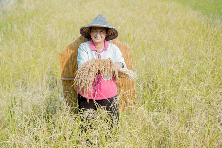 ▲縱谷米樂園提供食育、食農的店家場域和農事體驗。　圖：花東縱谷國家風景區管理處／提供